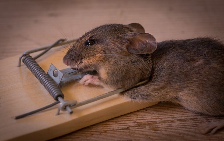 piége souris colle